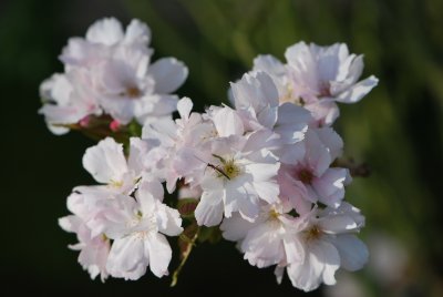 Prunus serrulata 'Amanogawa' - višeň pilovitá 'Amanogawa' (sakura) - květy